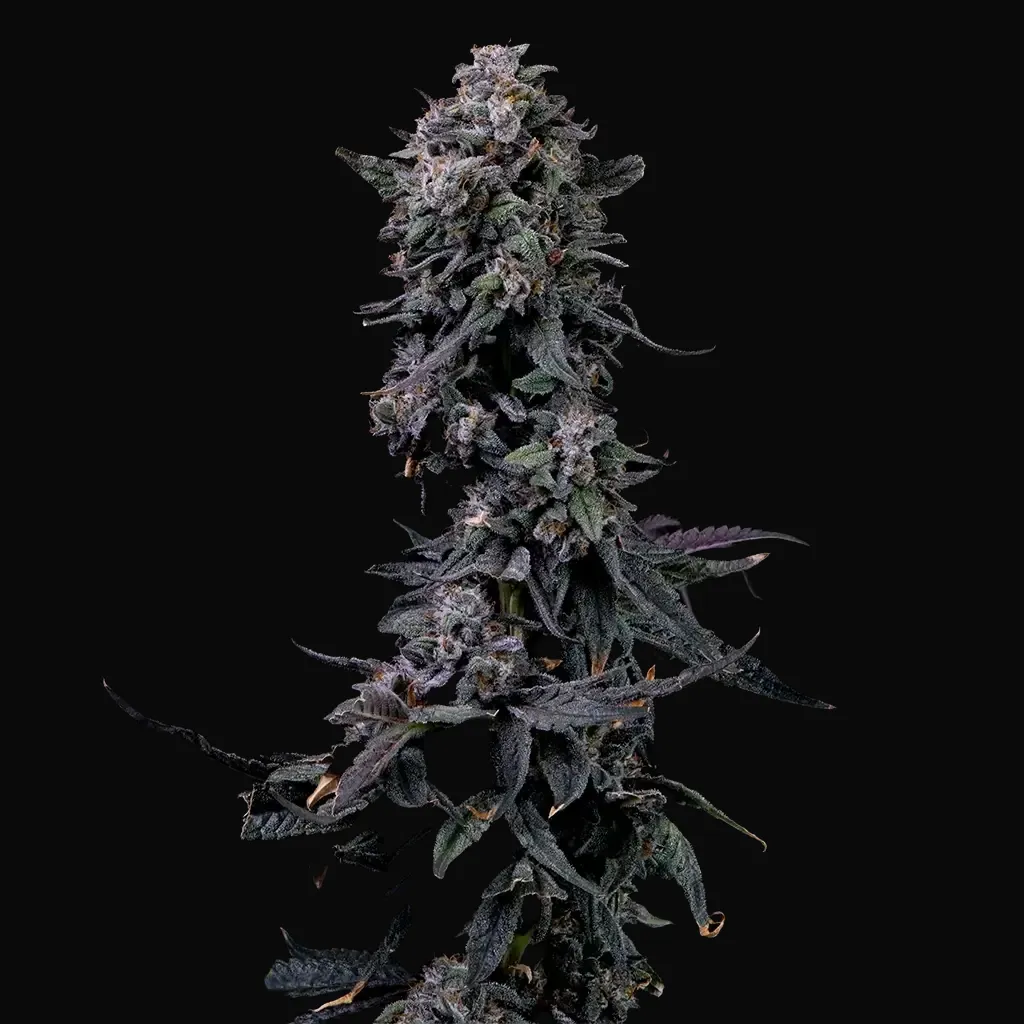 Bumpboxx Kush