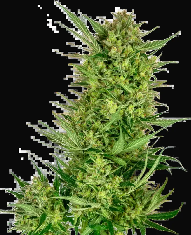 Buttercream Gelato Feminized