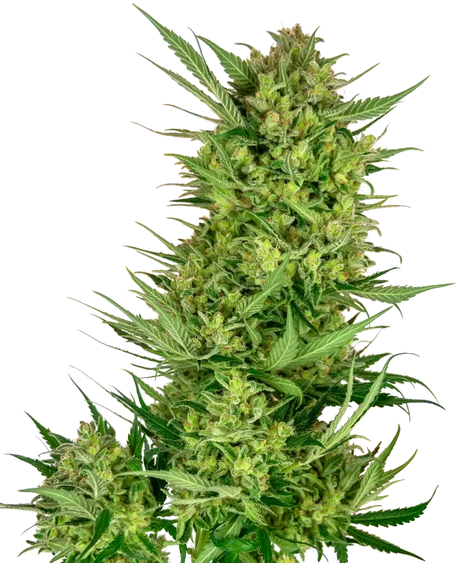 Buttercream Gelato Feminized