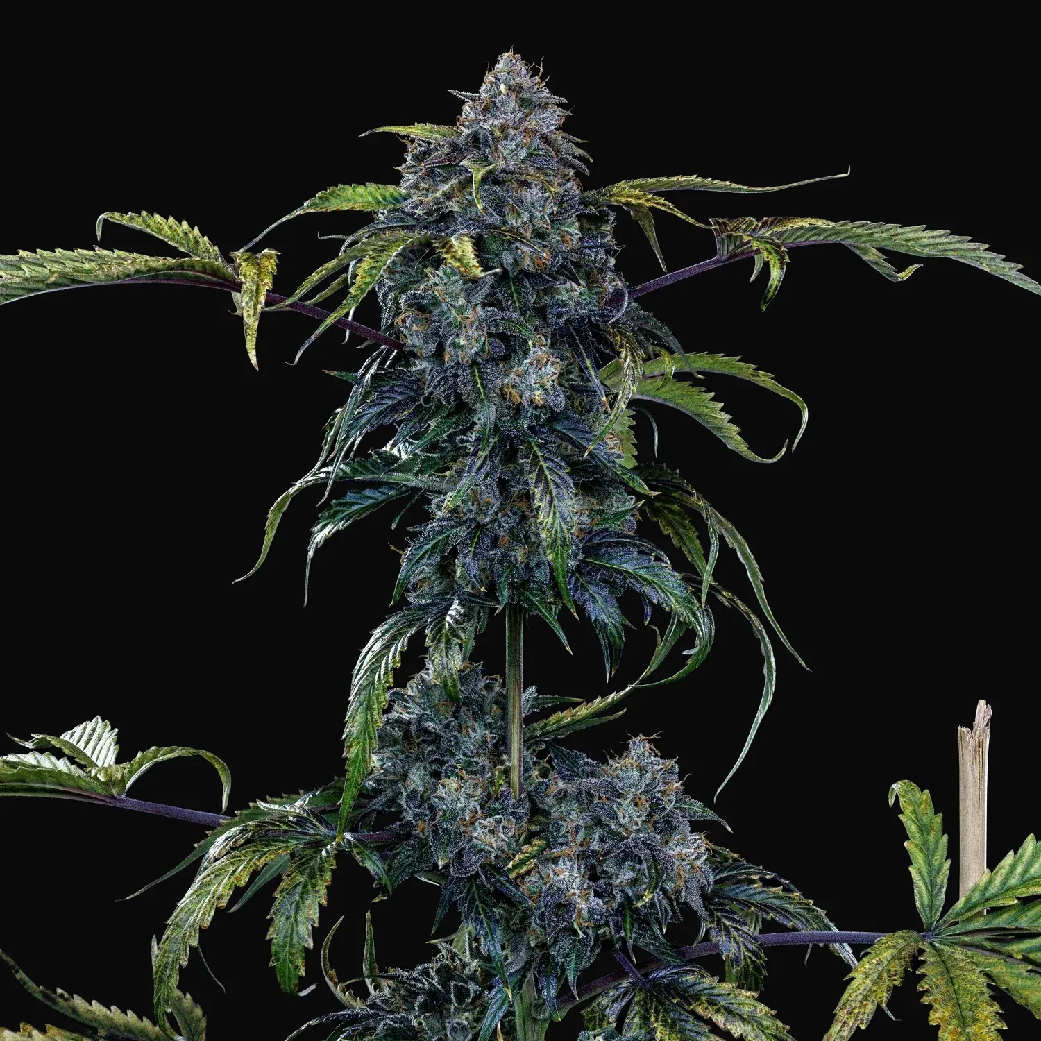 Butters' Breath Auto