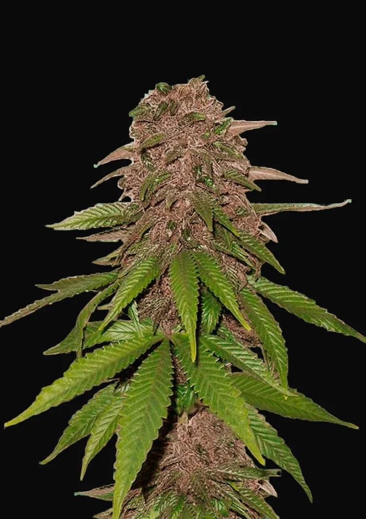 C4 Auto