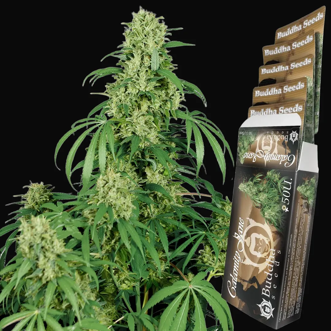 Calamity Jane Auto