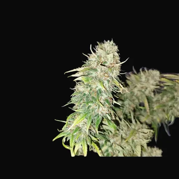 Cali Lemon Kush