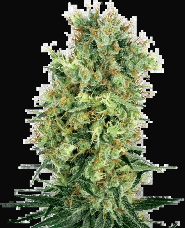 Cali Orange Bud