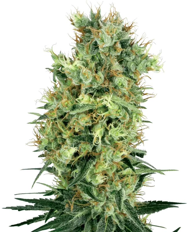 Cali Orange Bud