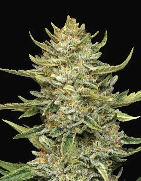California Sour Diesel