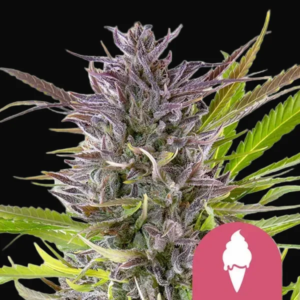 California Dreamin' Pack