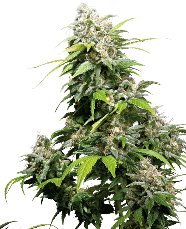 California Indica