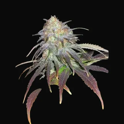 Californian Orange