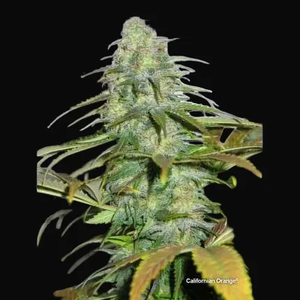 Californian Orange
