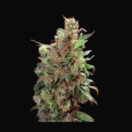 Californian Orange