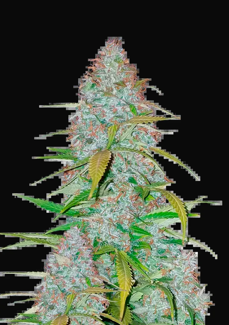 Californian Snow Auto