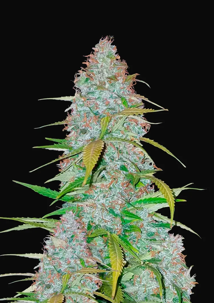 Californian Snow Auto