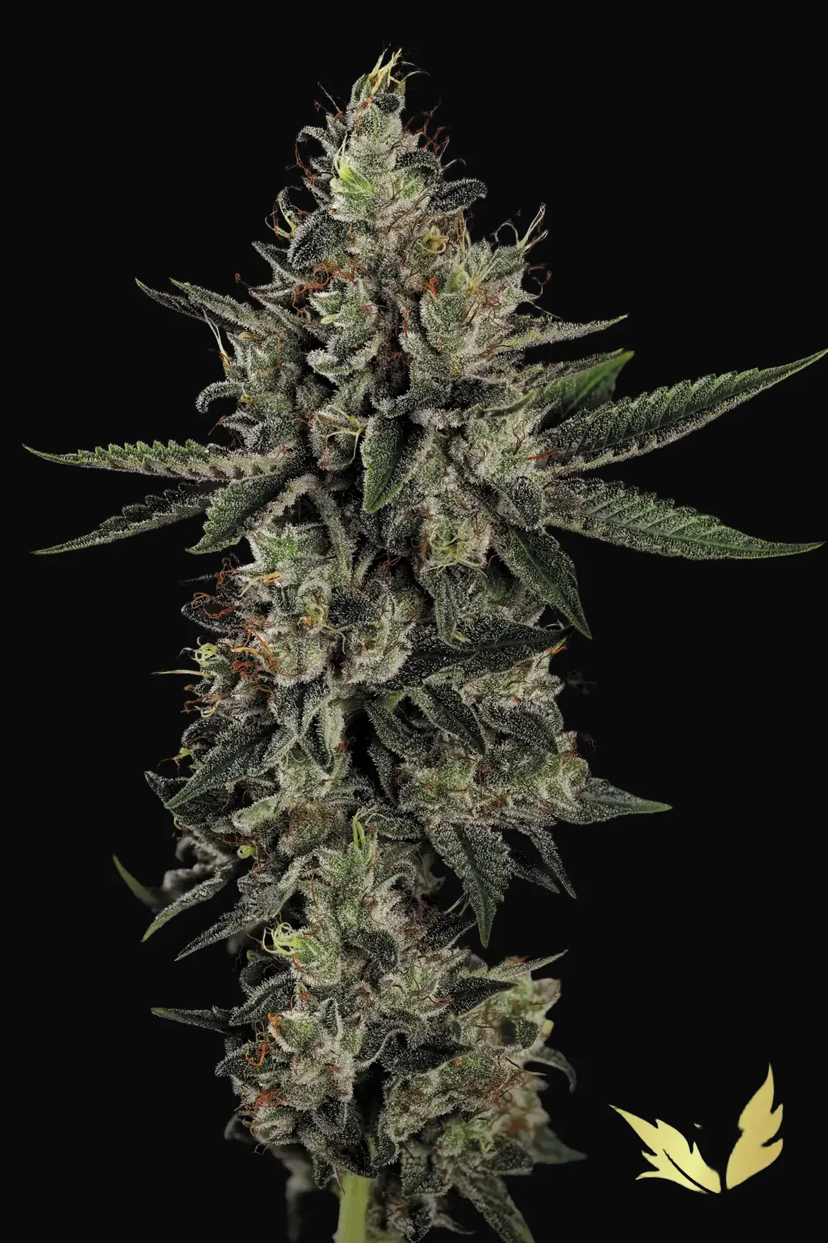 Candy Breath