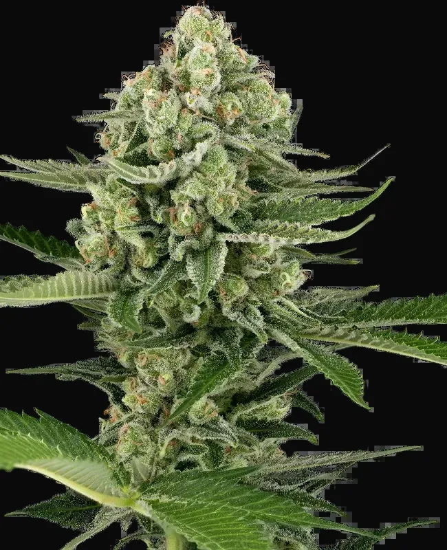 Candy Buds Automatic