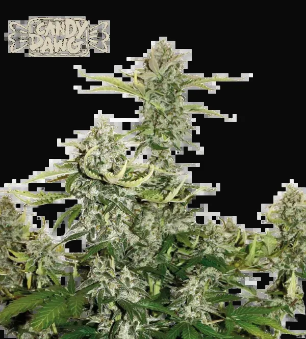 Candy Dawg Auto