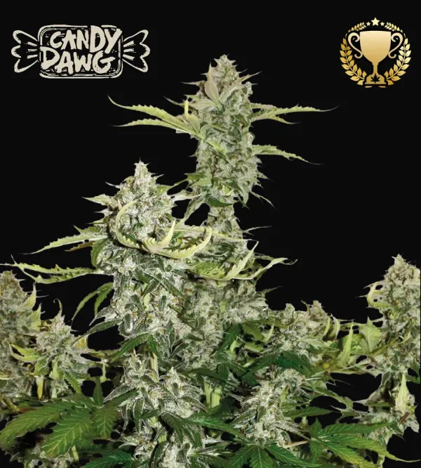 Candy Dawg Auto
