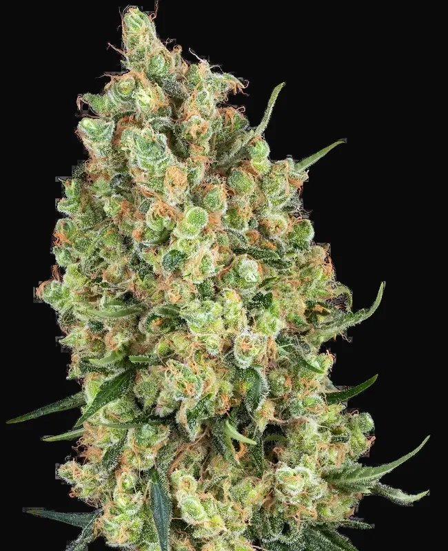 Candy Hash Feminized
