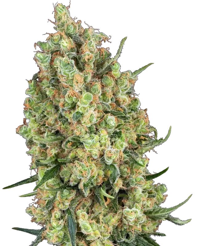 Candy Hash Feminized