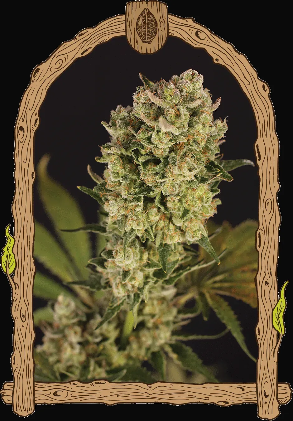 Candy Jungle Auto