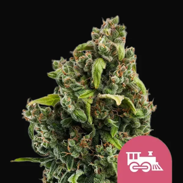 Candy Kush Express (Fast Flowering)