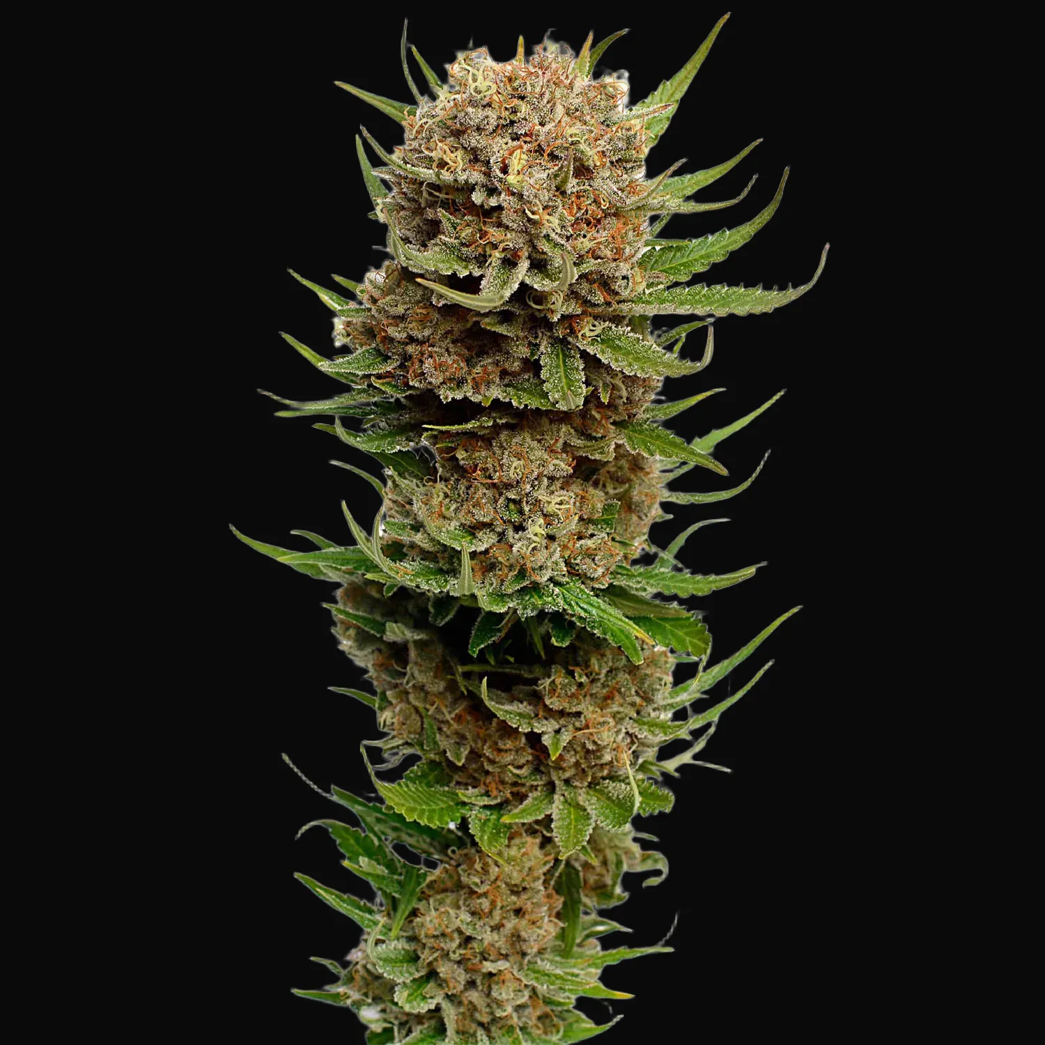 Candyfloss