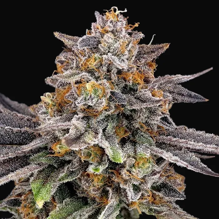 CandyGaz