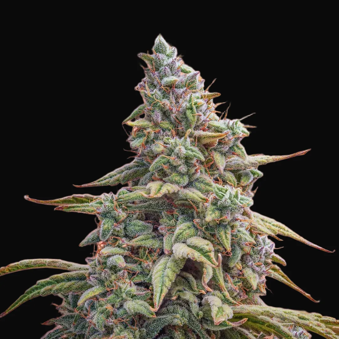 Canna-Cheese CBD 1:1 Auto