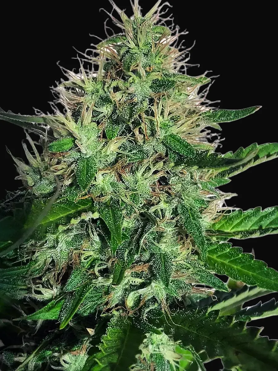Cannabis Light