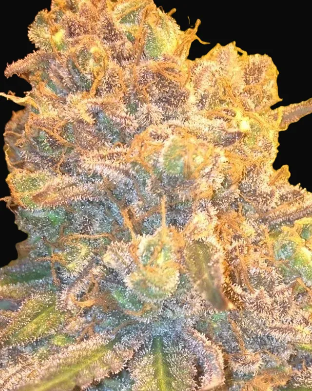 Cannatonic Regular