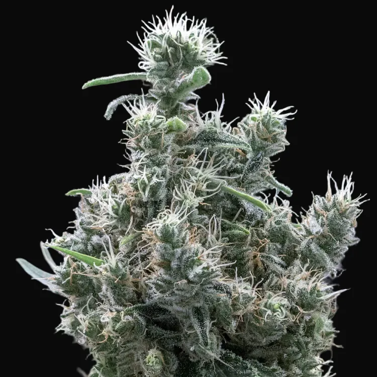 Cannatonic