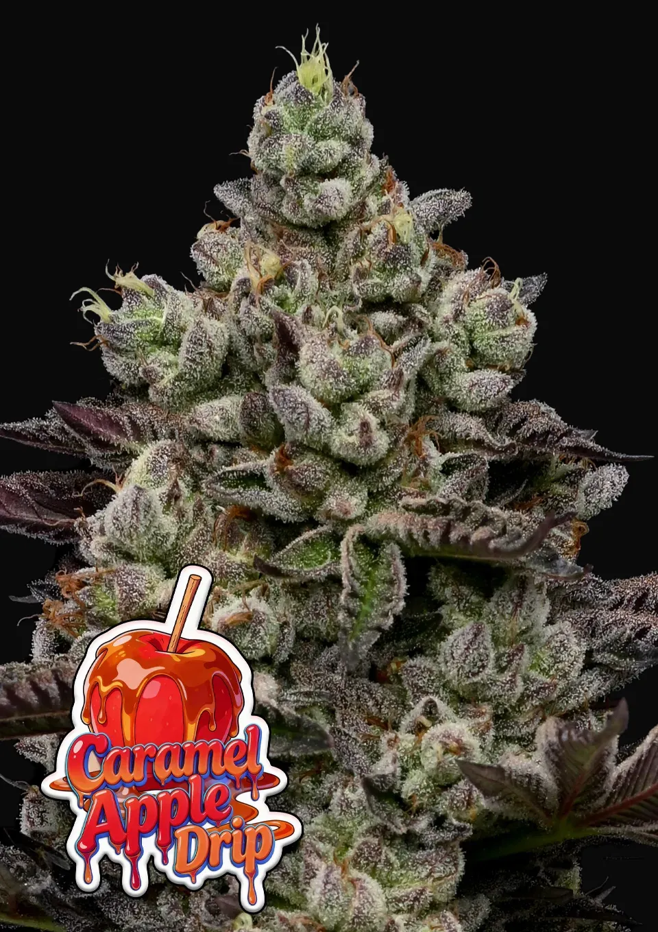 Caramel Apple Drip