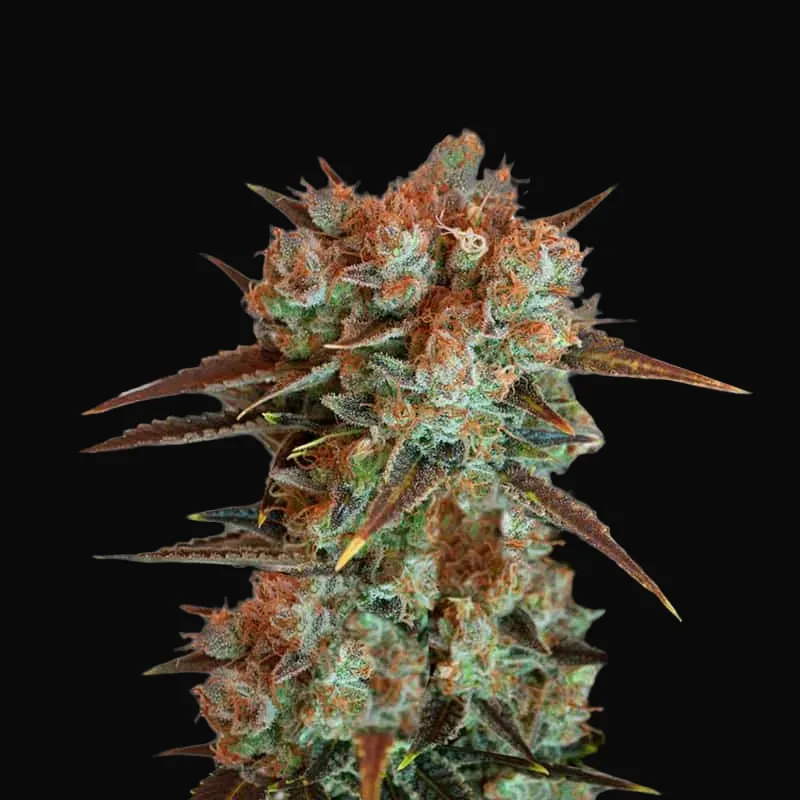Caramel King