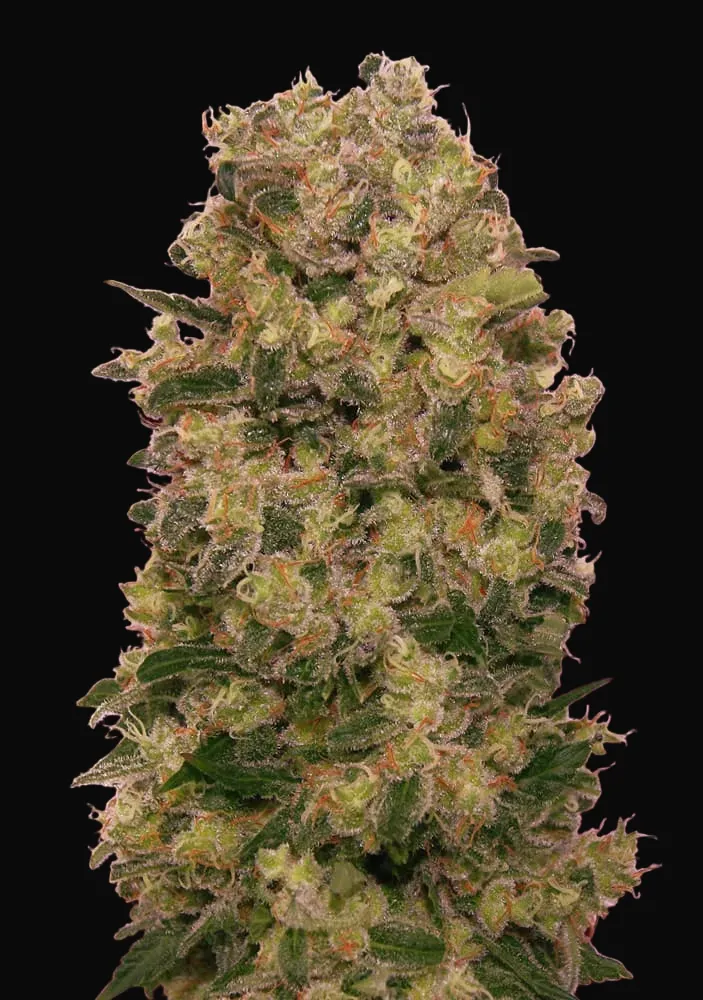 Caramel Kush