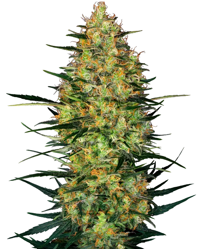 Caramellow Kush Automatic