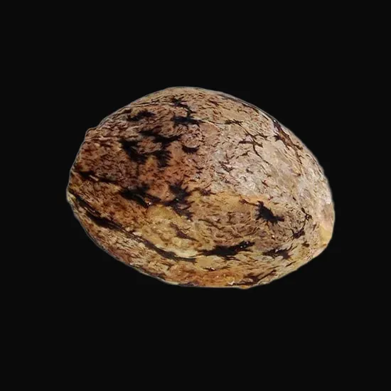 Caramelo