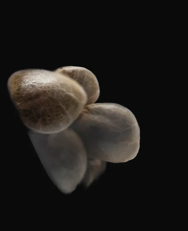 Cashew Kush Feminized