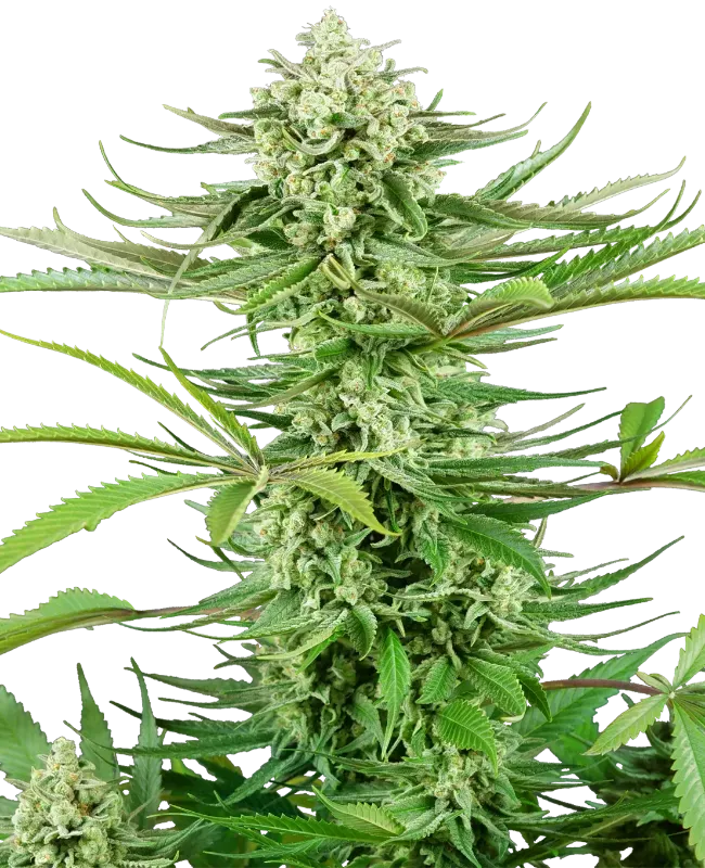 Cashew Kush Feminized