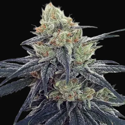 CBD #1