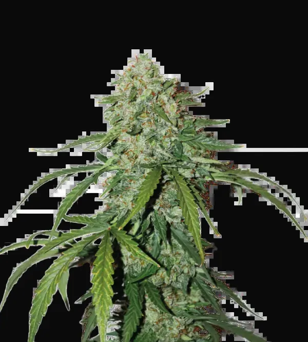 CBD 1:1 Silver Lime Haze Auto