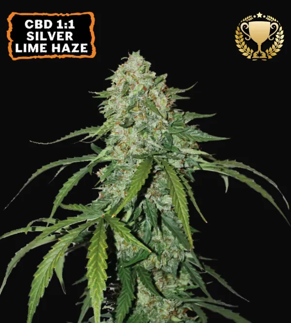 CBD 1:1 Silver Lime Haze Auto