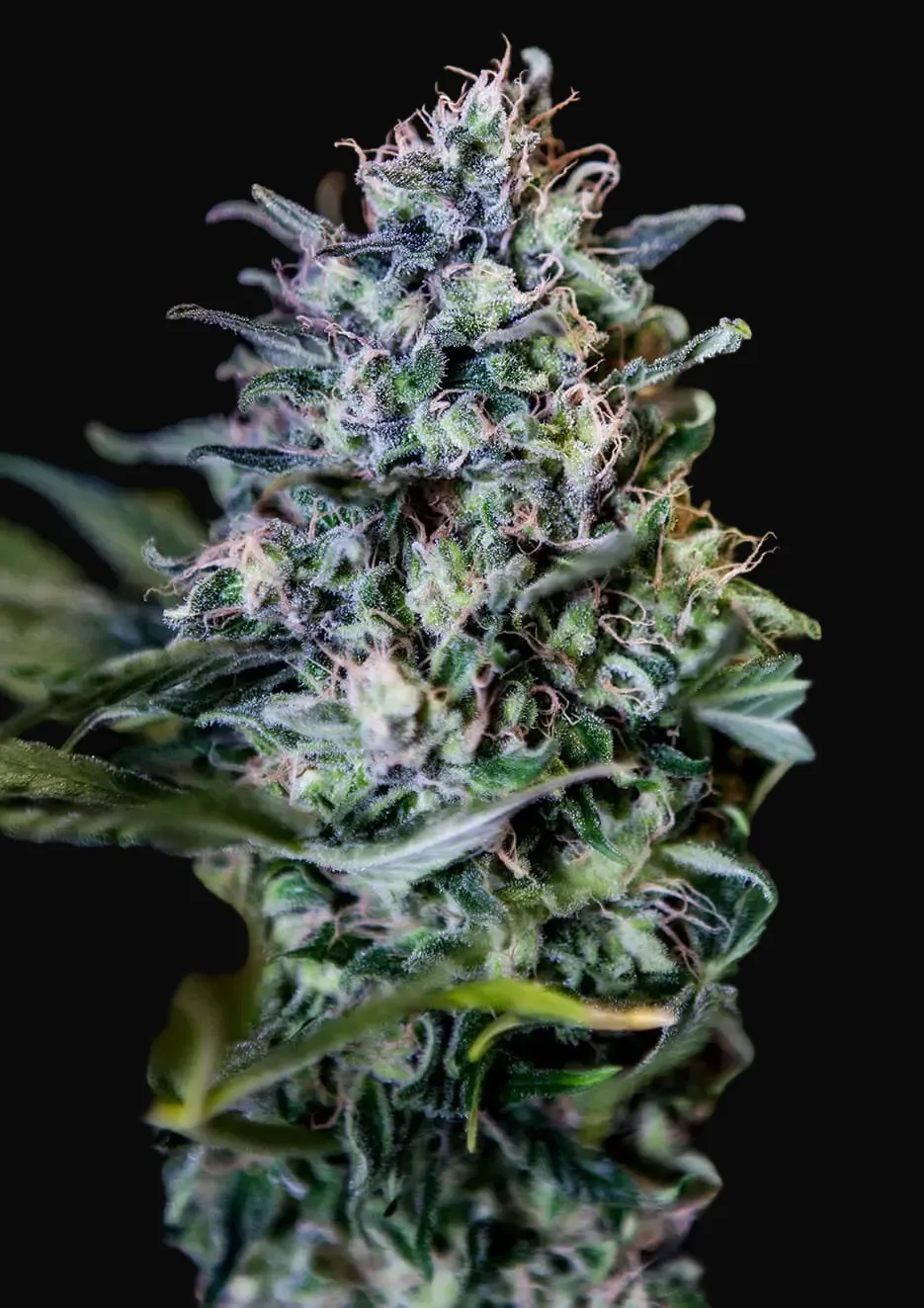 CBD + 1:20