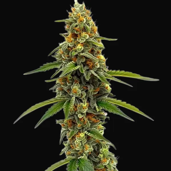 CBD ACDC