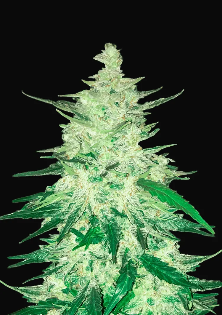 CBD Auto 1:1 (CBD Crack)