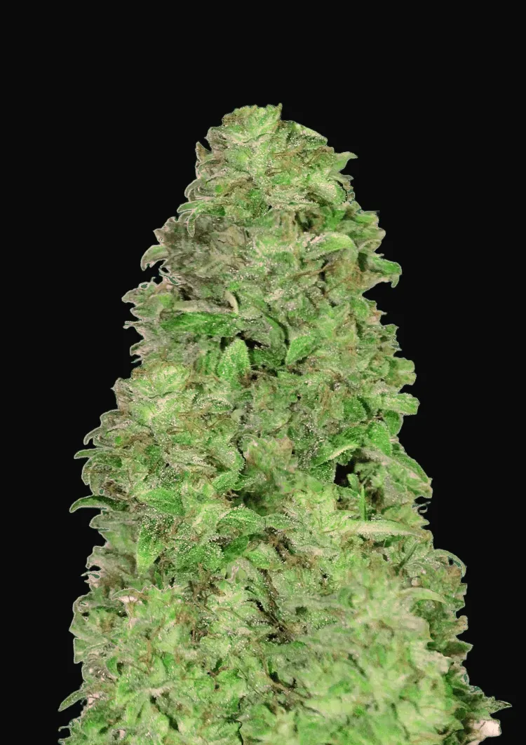 CBD Auto 20:1