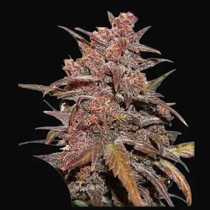 CBD Auto Blackberry Kush