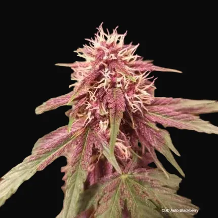 CBD Auto Blackberry Kush
