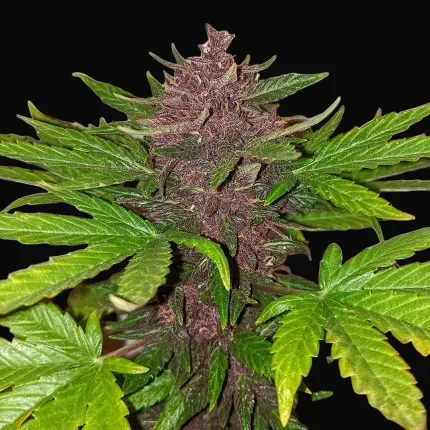 CBD Auto Blackberry Kush