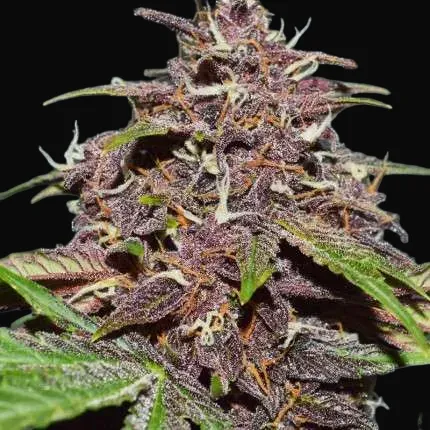 CBD Auto Blackberry Kush