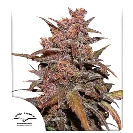 CBD Auto Blackberry Kush